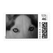 Shiner's eyes postage by Mer71567 Shiner's eyes postage