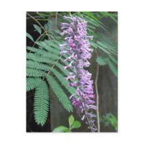 Shining Butterfly Bush postcards