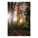 Shining Light Canvas & Poster Print