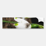 Shiny Eyes Spider on Snowdrop Bumper Stickers