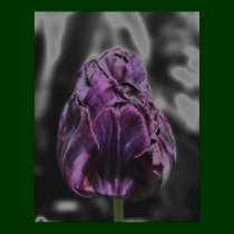 Shiny Purple Tulip Abstract Flower Art Poster posters