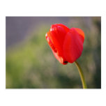 Shiny Red Tulip Postcards