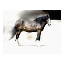 SHIRE HORSE STUDY POST CARDS
