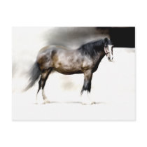 SHIRE HORSE STUDY POST CARDS