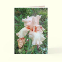 Shirley's Iris cards