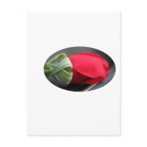shirt, appron, rose, baby, kids, clothes, cups postcard