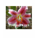 Shirt with  STARGAZER LILY