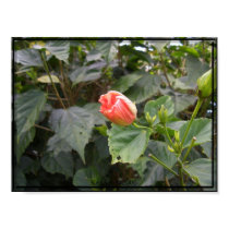 Shizapetalis bud posters