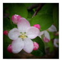 Shizuka Apple Blossom posters