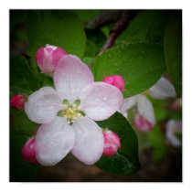 Shizuka Apple Blossom posters by kseddy Shizuka Apple Blossom posters