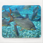 shoal, fish, aquatic, habitat, environment,