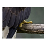 Shock and Awe of the American Symbol _ Eagle Postc Postcard