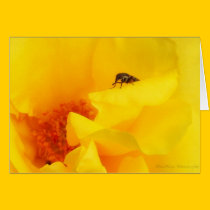 Shoo Flie blank Card