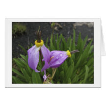 Shooting Star Flowers Greeting Cards