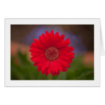 Shopping Center Flower cards