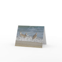 Shore Bird Trio Note Card