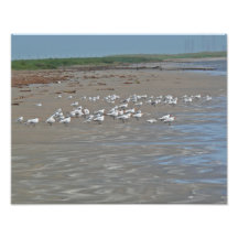 Shore Birds Photo