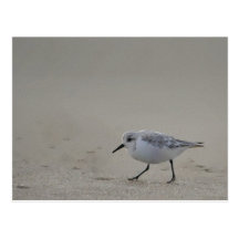 Shorebird Artwork Postcard