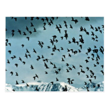 Shorebird flock, Kachemak Bay Shorebird Festival, Postcard