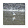 Shorebird Magnets