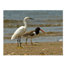 Shorebird Postcard