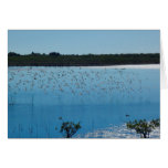 Shorebirds on the wing greeting card