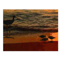 Shorebirds Post Card