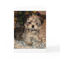 Shorkie Puppy cards