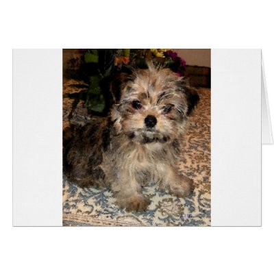 Shorkie Puppy Greeting Cards by suziec