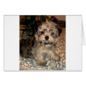 Shorkie Puppy cards by suziec Shorkie Puppy cards