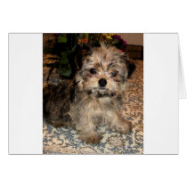 Shorkie Puppy cards