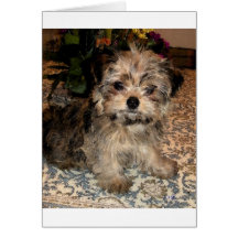 Shorkie Puppy Cards