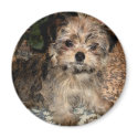 Shorkie Puppy magnets