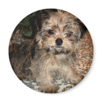 Shorkie Puppy magnets by suziec Shorkie Puppy magnets