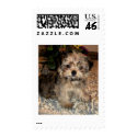 Shorkie Puppy postage