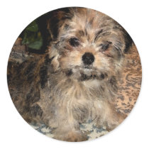 Shorkie Puppy stickers