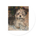 Shorkie Puppy stickers