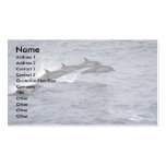Short-beaked common dolphin business card