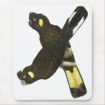 Short-billed &amp; Yellow-tailed Black Cockatoos Mouse Pads