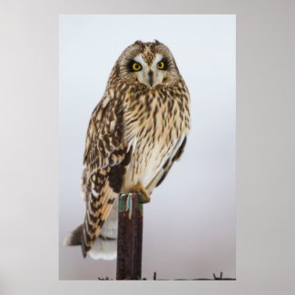 Short-eared Owl on fence post Print
