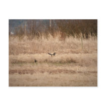 Short-eared Owl Post Cards