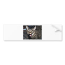 Short hair Maine coon bumper stickers by BrianLemburg Short hair Maine coon bumper stickers