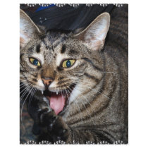 Short hair Maine coon flyers