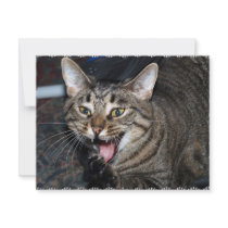 Short hair Maine coon invitations by BrianLemburg Short hair Maine coon invitations