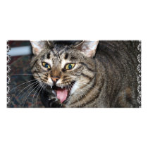Short hair Maine coon Photo Card