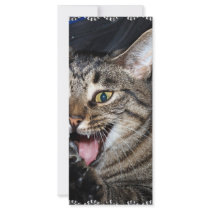 Short hair Maine coon rack cards by BrianLemburg Short hair Maine coon rack cards