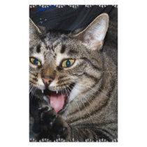 Short hair Maine coon stationery by BrianLemburg Short hair Maine coon stationery
