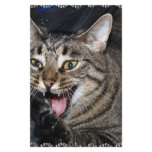 Short hair Maine coon stationery