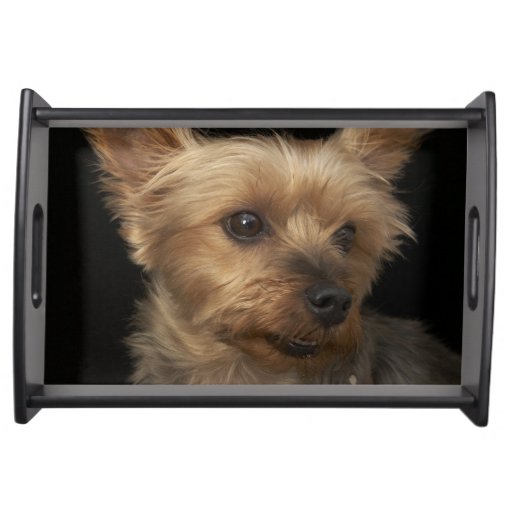 yorkie service haired yorkie color hairstylegalleries yorkie service haired yorkie color hairstylegalleries