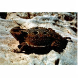 Short-horned Lizard